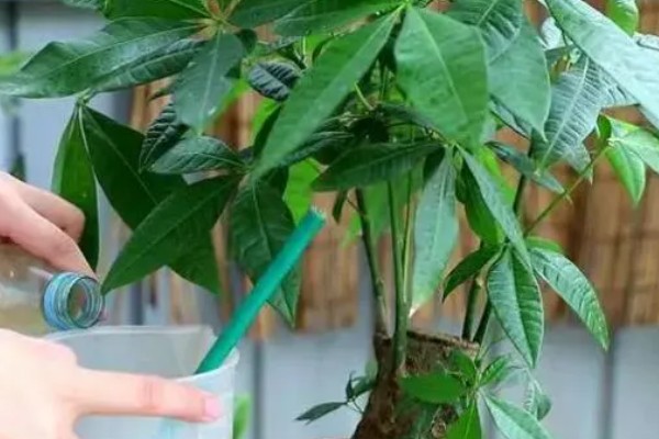 发财树怎么砍头,选在主干三分之二的位置