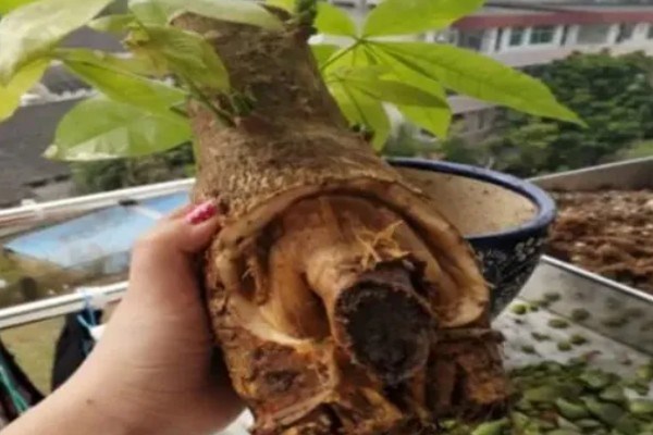发财树怎么砍头,选在主干三分之二的位置
