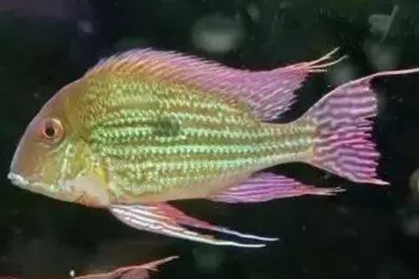 黄纹关刀宝石鱼好不好养，新手也可以尝试养殖