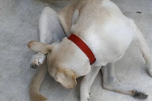 狗狗尿道炎的症状，会出现尿液浑浊、排尿困难等问题