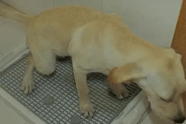 狗狗尿道炎的症状，会出现尿液浑浊、排尿困难等问题