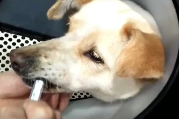 狗狗尿道炎的症状，会出现尿液浑浊、排尿困难等问题