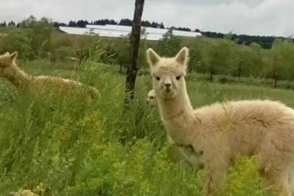 羊驼的养殖作用,毛皮、肉质和乳制品均可出售