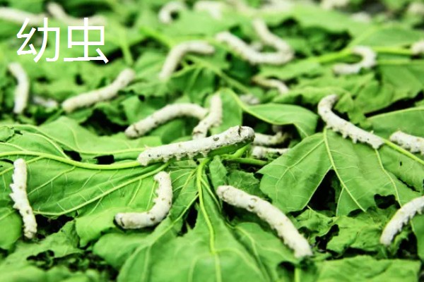 家蚕发育的时期,分为卵、幼虫、蛹和成虫