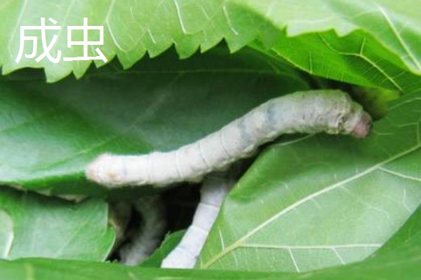 家蚕发育的时期,分为卵、幼虫、蛹和成虫