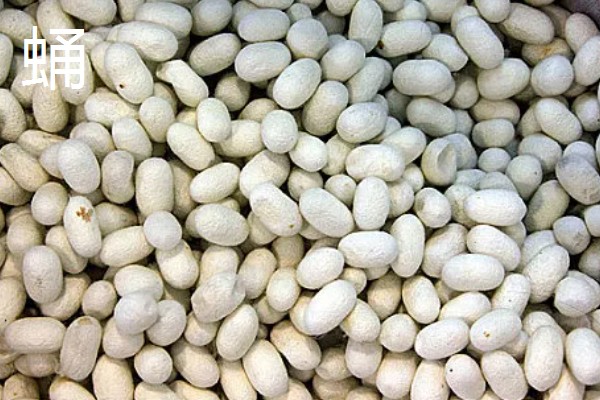 家蚕发育的时期,分为卵、幼虫、蛹和成虫