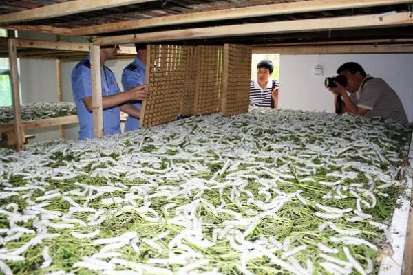 家蚕发育的时期,分为卵、幼虫、蛹和成虫