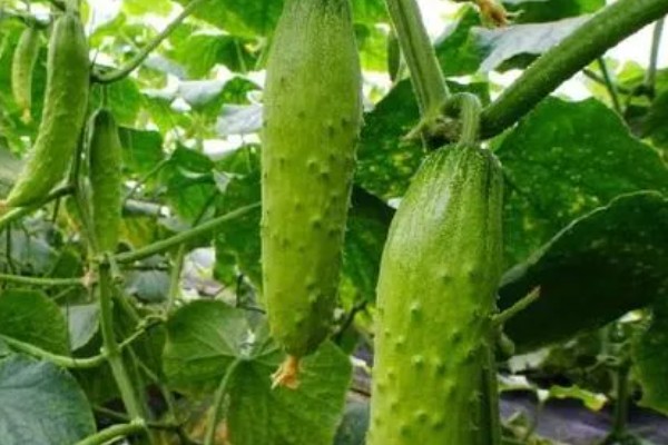南方地区9月份适合种哪些菜,可选择萝卜、花椰菜等品种