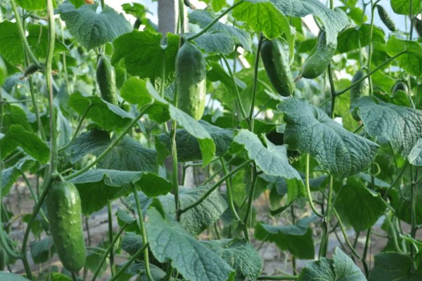 南方地区9月份适合种哪些菜,可选择萝卜、花椰菜等品种