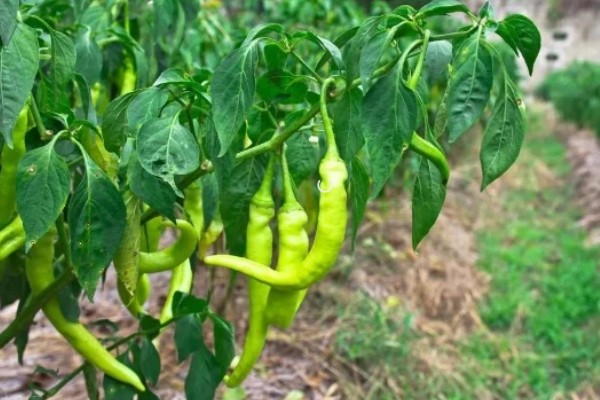 南方地区9月份适合种哪些菜,可选择萝卜、花椰菜等品种