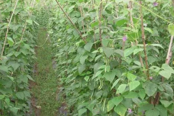 南方地区9月份适合种哪些菜,可选择萝卜、花椰菜等品种