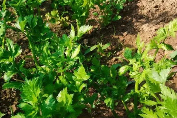 南方地区9月份适合种哪些菜,可选择萝卜、花椰菜等品种