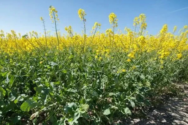 南方地区9月份适合种哪些菜,可选择萝卜、花椰菜等品种