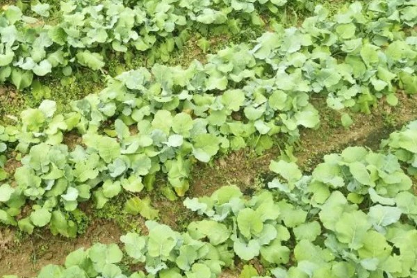 南方地区9月份适合种哪些菜,可选择萝卜、花椰菜等品种