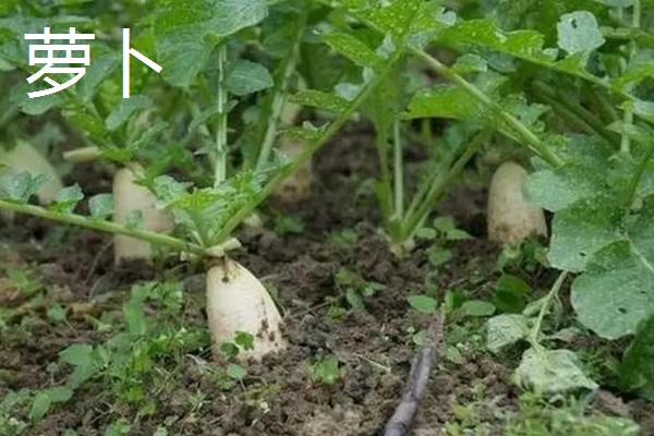 南方地区9月份适合种哪些菜,可选择萝卜、花椰菜等品种