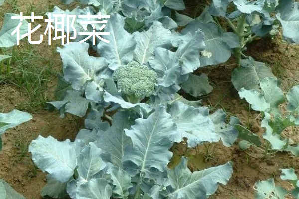南方地区9月份适合种哪些菜,可选择萝卜、花椰菜等品种