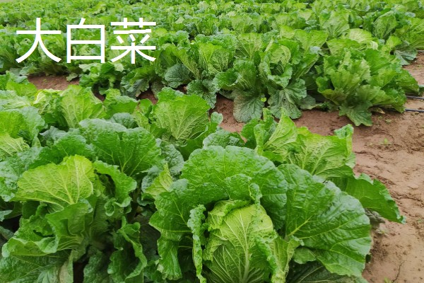 南方地区9月份适合种哪些菜,可选择萝卜、花椰菜等品种
