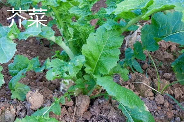 南方地区9月份适合种哪些菜,可选择萝卜、花椰菜等品种