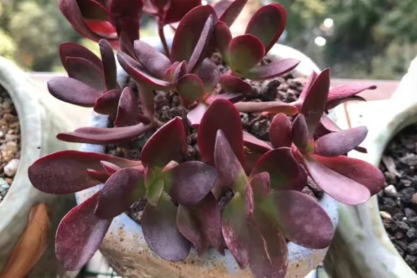 紫蝶多肉的养殖方式,需要养护在阳光充足的地方