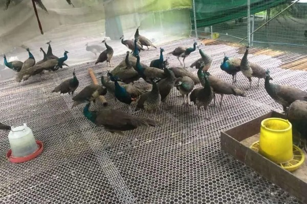 养殖蓝孔雀的条件，幼年孔雀的生活温度为20-25℃左右