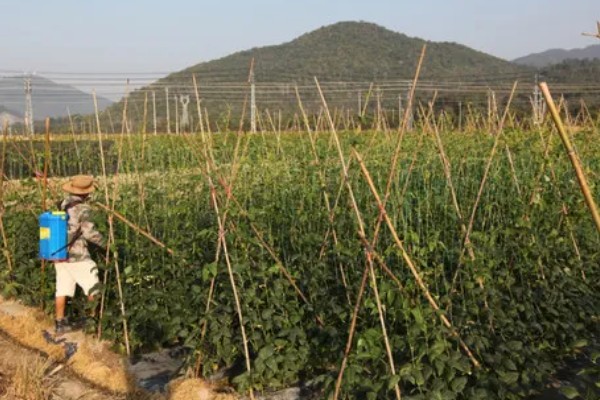 农用氨基酸的用法,施肥的间隔时间不可过长