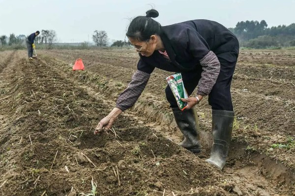 6月份能不能种玉米,7月中旬之前可以播种