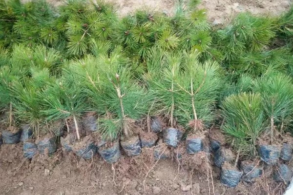 黑松苗木哪里能买到，可以在苗木市场购买