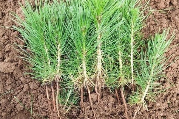 黑松苗木哪里能买到，可以在苗木市场购买