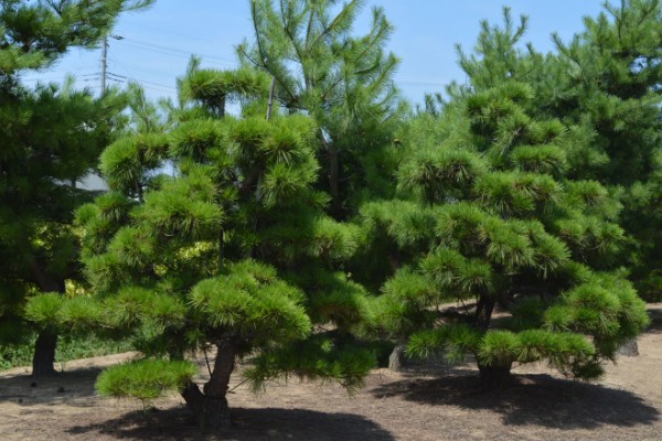 黑松苗木哪里能买到，可以在苗木市场购买