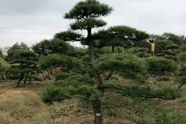 黑松苗木哪里能买到，可以在苗木市场购买