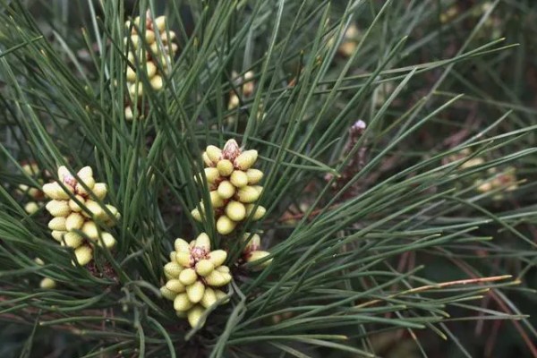 黑松苗木哪里能买到，可以在苗木市场购买