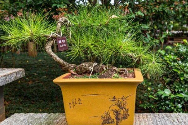 黑松苗木哪里能买到，可以在苗木市场购买