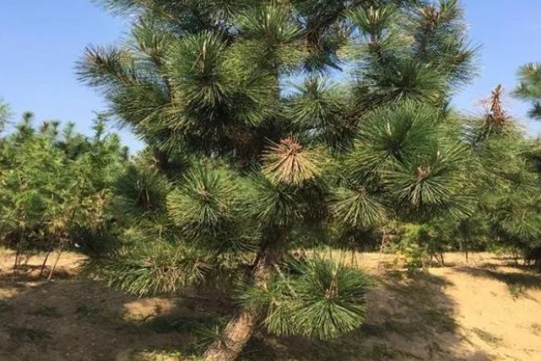 黑松苗木哪里能买到，可以在苗木市场购买