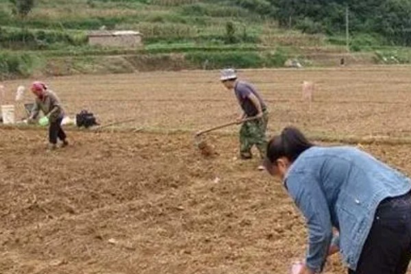 豆角如何种植，出苗后追施粪尿水