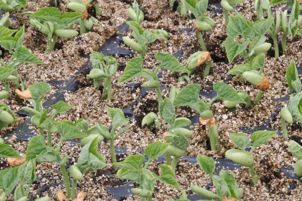 豆角如何种植，出苗后追施粪尿水