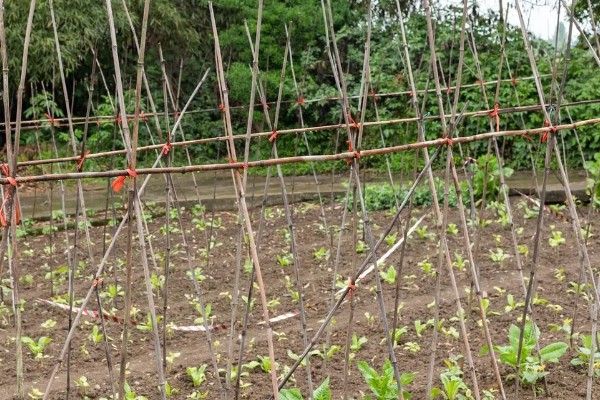 豆角如何种植，出苗后追施粪尿水