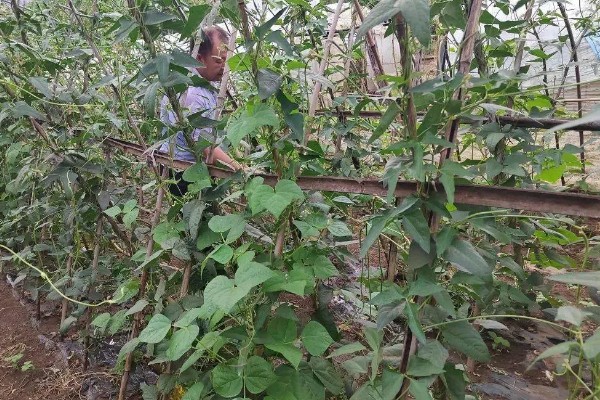豆角如何种植，出苗后追施粪尿水
