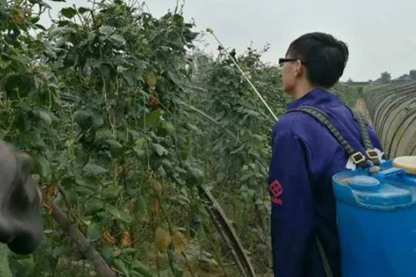 豆角如何种植，出苗后追施粪尿水