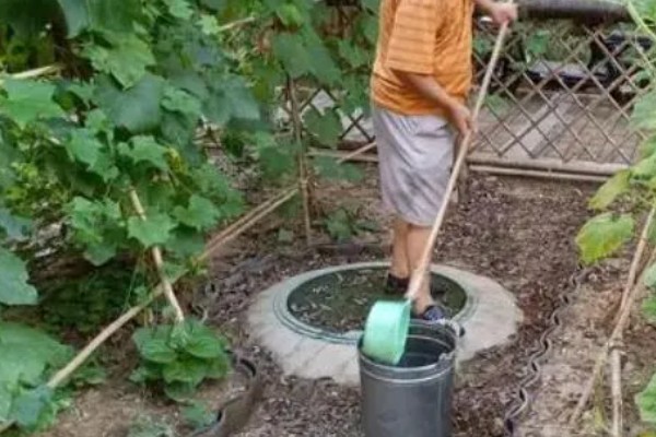 豆角如何种植，出苗后追施粪尿水