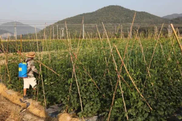 豆角如何种植，出苗后追施粪尿水