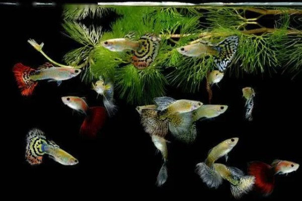 孔雀鱼需要氧气泵吗，一般情况下是不需要氧气泵的