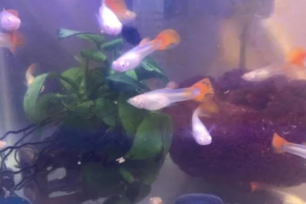 孔雀鱼需要氧气泵吗，一般情况下是不需要氧气泵的