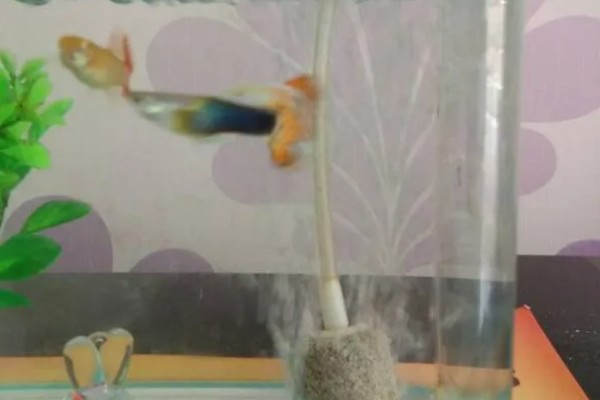 孔雀鱼需要氧气泵吗，一般情况下是不需要氧气泵的