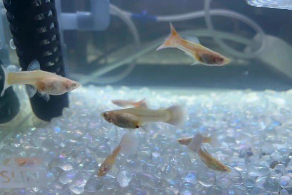 孔雀鱼需要氧气泵吗，一般情况下是不需要氧气泵的