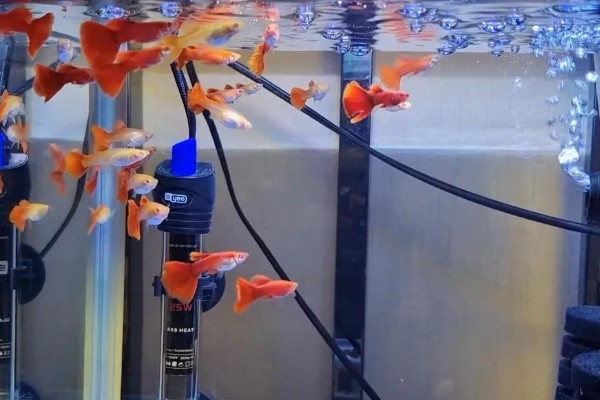 孔雀鱼需要氧气泵吗，一般情况下是不需要氧气泵的