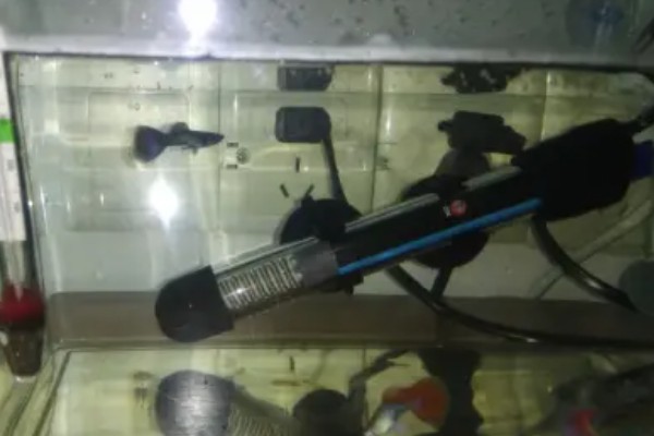 孔雀鱼需要氧气泵吗，一般情况下是不需要氧气泵的