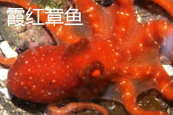 有什么可以饲养的章鱼,霞红章鱼、黑章鱼、小孔蛸的饲养难度较低