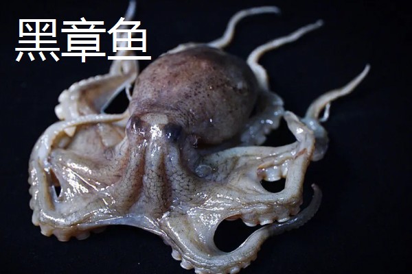 有什么可以饲养的章鱼,霞红章鱼、黑章鱼、小孔蛸的饲养难度较低