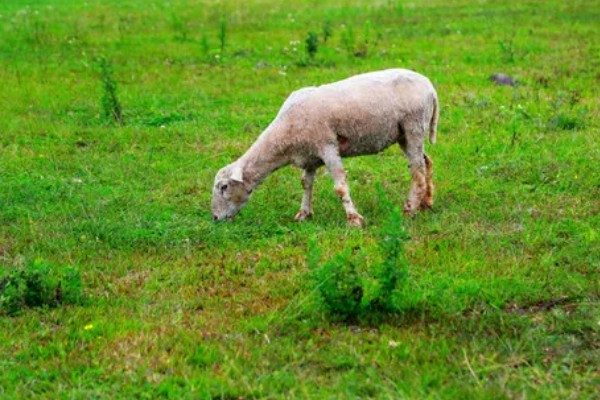 羊吃哪些草,吃苜蓿、狼尾草、菊苣等
