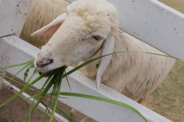 羊吃哪些草,吃苜蓿、狼尾草、菊苣等
